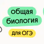Мира Леви, Преподаватель биологии в онлайн-школе Вебиум