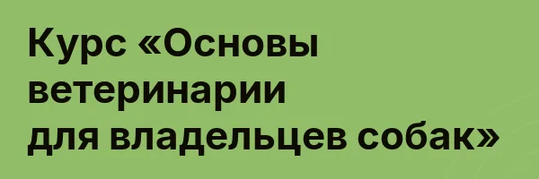 Курс «Основы ветеринарии для владельцев собак»