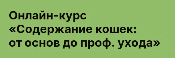 Онлайн-курс «Содержание кошек: от основ до проф. ухода»