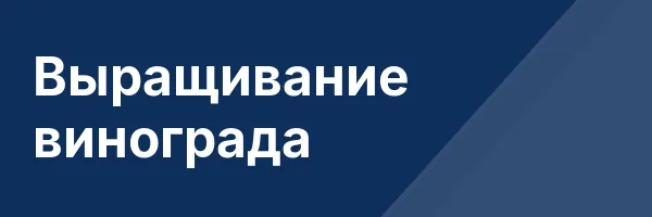 Выращивание винограда