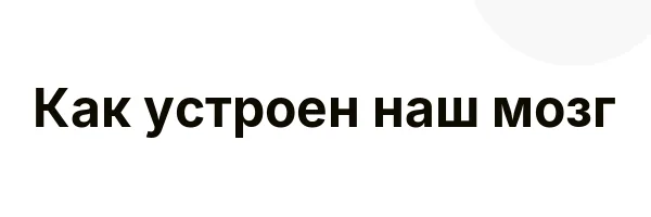 Как устроен наш мозг