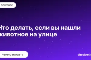 Обложка: Что делать, если вы нашли животное на улице