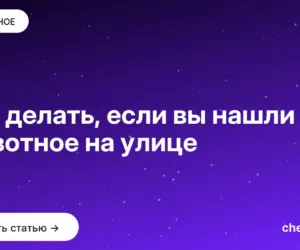 Обложка: Что делать, если вы нашли животное на улице