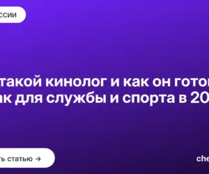 Обложка: Кто такой кинолог и как он готовит собак для службы и спорта в 2026