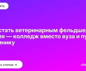 Обложка: Как стать ветеринарным фельдшером с нуля — колледж вместо вуза и путь в клинику