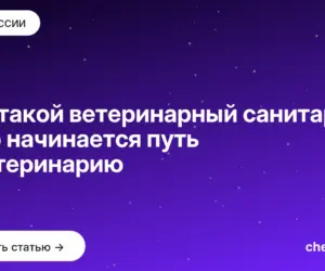 Обложка: Кто такой ветеринарный санитар и с чего начинается путь в ветеринарию
